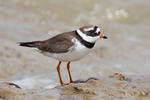 Kulík písečný (Charadrius hiaticula)