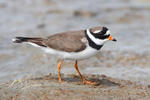 Kulík písečný (Charadrius hiaticula)