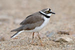 Kulík říční (Charadrius dubius)