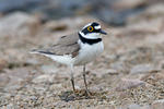 Kulík říční (Charadrius dubius)