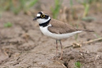 Kulík říční (Charadrius dubius)