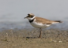 Kulík říční (Charadrius dubius)