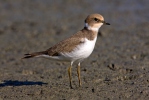 Kulík říční (Charadrius dubius)