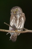 Kulíšek nejmenší (Glaucidium passerinum)