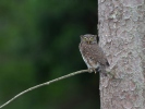 Kulíšek nejmenší (Glaucidium passerinum)