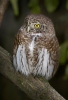 Kulíšek nejmenší (Glaucidium passerinum)