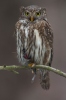 Kuvičok vrabčí (Glaucidium passerinum)