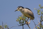 Kvakoš noční (Nycticorax nycticorax)