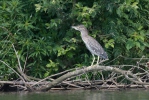 Kvakoš noční (Nycticorax nycticorax)