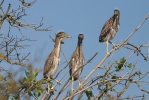 Kvakoš noční (Nycticorax nycticorax)