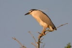 Kvakoš noční (Nycticorax nycticorax)