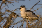 Kvakoš noční (Nycticorax nycticorax)