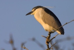 Kvakoš noční (Nycticorax nycticorax)