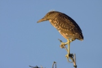 Kvakoš noční (Nycticorax nycticorax)