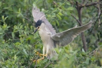 Kvakoš noční (Nycticorax nycticorax)