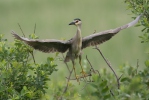 Kvakoš noční (Nycticorax nycticorax)