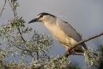 Kvakoš noční (Nycticorax nycticorax)