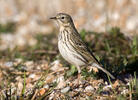 L'abtuška lúčna (Anthus pratensis)