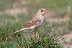 L'abtuška pol'ná (Anthus campestris)