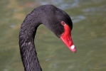 Labuť černá