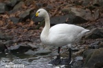 Labuť malá (Cygnus columbianus)