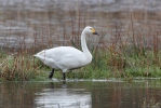 Labuť malá (Cygnus columbianus)