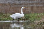 Labuť malá (Cygnus columbianus)