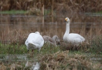 Labuť malá (Cygnus columbianus)