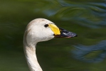 Labuť malá (Cygnus columbianus)