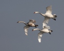 Labuť velká (Cygnus olor)