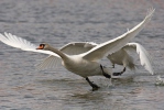 Labuť velká (Cygnus olor)