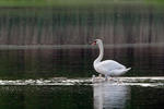 Labuť velká (Cygnus olor)