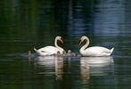 Labuť velká (Cygnus olor)