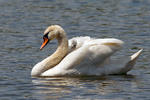 Labuť velká (Cygnus olor)