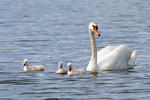 Labuť velká (Cygnus olor)