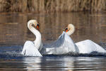 Labuť velká (Cygnus olor)