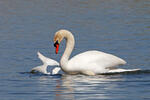 Labuť velká (Cygnus olor)