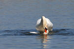 Labuť velká (Cygnus olor)