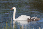 Labuť velká (Cygnus olor)