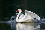 Labuť velká (Cygnus olor)