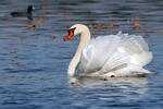 Labuť velká (Cygnus olor)