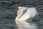 Labuť velká (Cygnus olor)