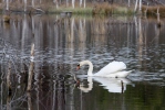 Labuť velká (Cygnus olor)