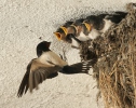 Lastovička domová obyčajná (Hirundo rustica)