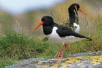 Lastúrničiar strakatý (Haematopus ostralegus)