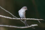 Lejsek šedý (Muscicapa striata)