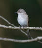 Lejsek šedý (Muscicapa striata)