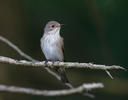 Lejsek šedý (Muscicapa striata)