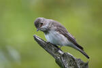 Lejsek šedý (Muscicapa striata)