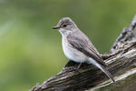 Lejsek šedý (Muscicapa striata)